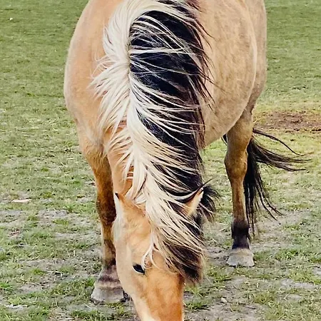 La Longere A La 6 Pers 3 Grand Jardin Clot A Fort-Mahon-Plage