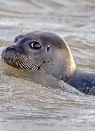 Ferienhaus La Longere A La 6 Pers 3 Grand Jardin Clot A